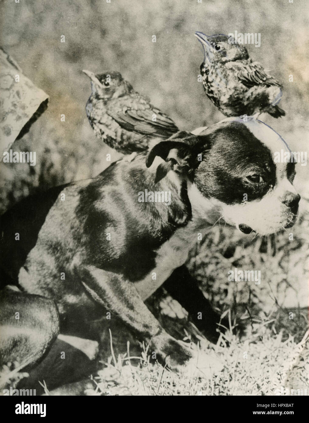 Un Boston Terrier cane e due uccelli Foto Stock