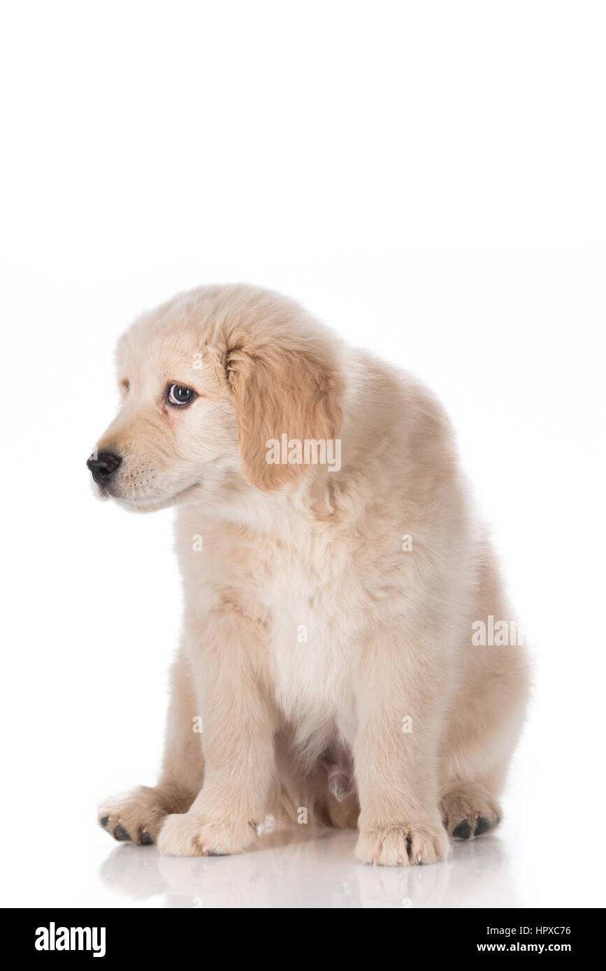 Colpevole Golden Retriever cucciolo isolato su sfondo bianco Foto Stock