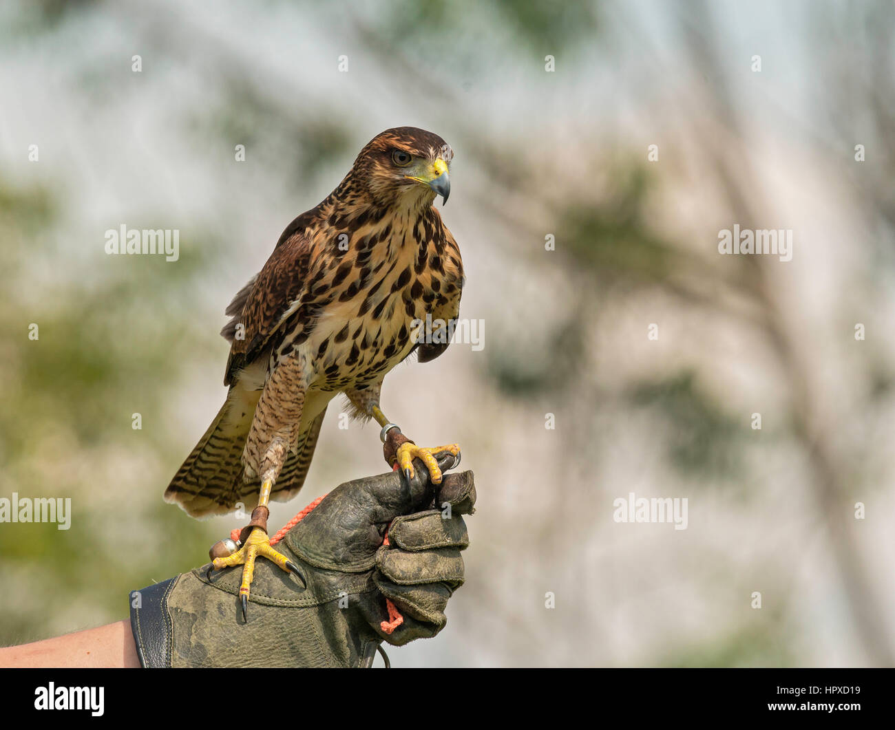 La Harris Hawk (Parabuteo unicinctus), Pereira, Risaralda Foto Stock