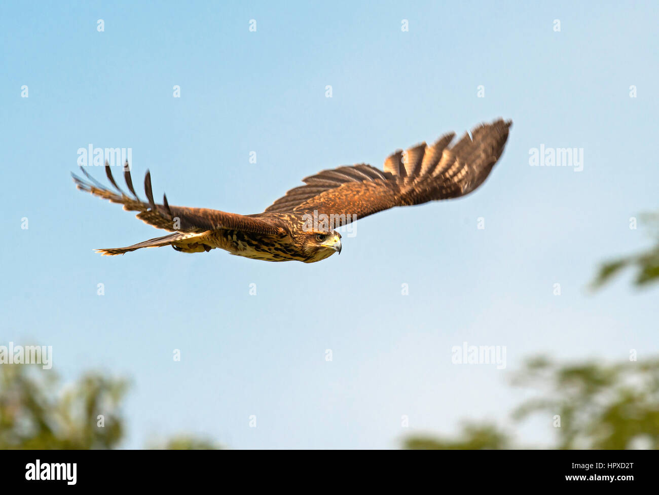 La Harris Hawk (Parabuteo unicinctus), Pereira, Risaralda Foto Stock
