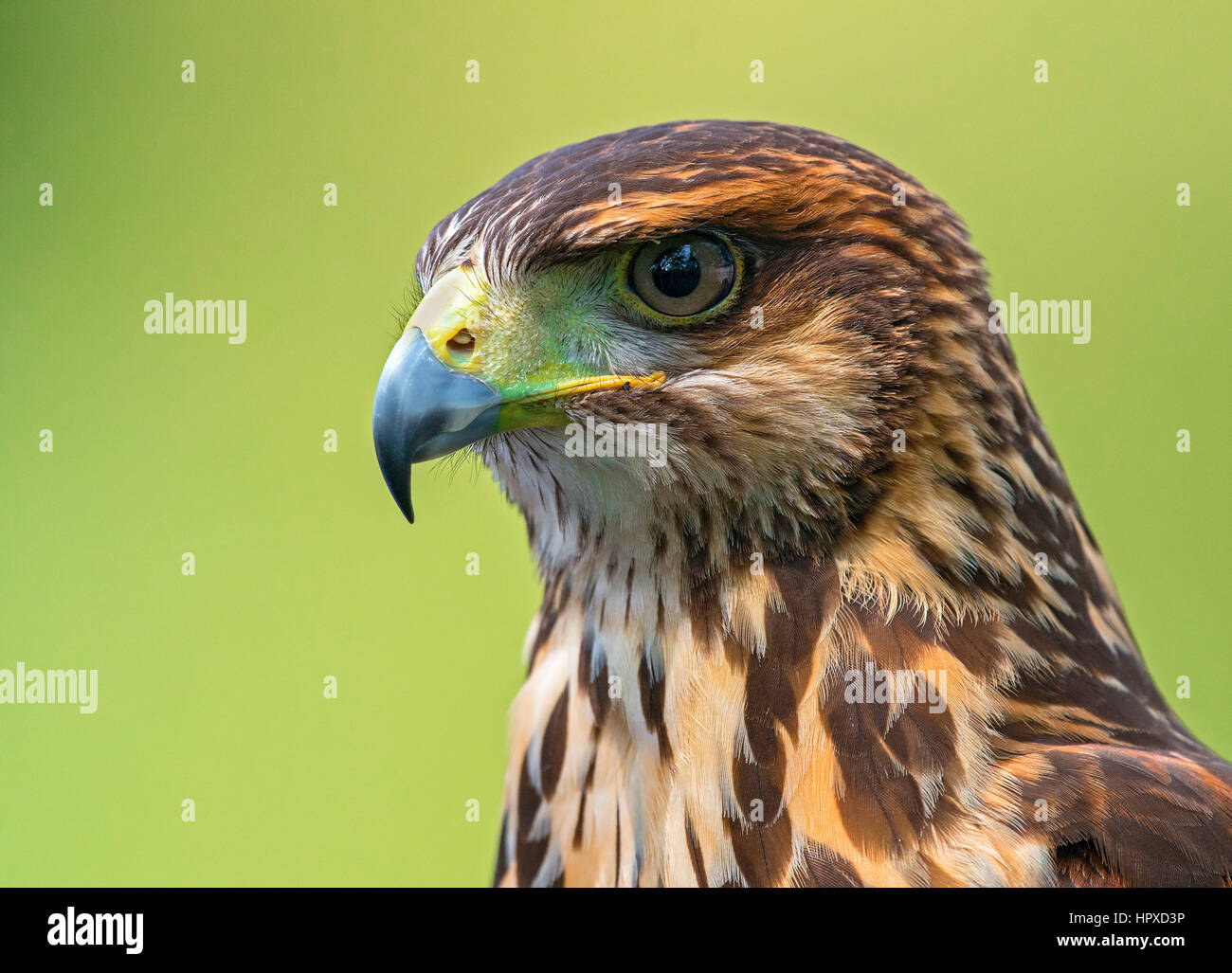 La Harris Hawk (Parabuteo unicinctus), Pereira, Risaralda Foto Stock