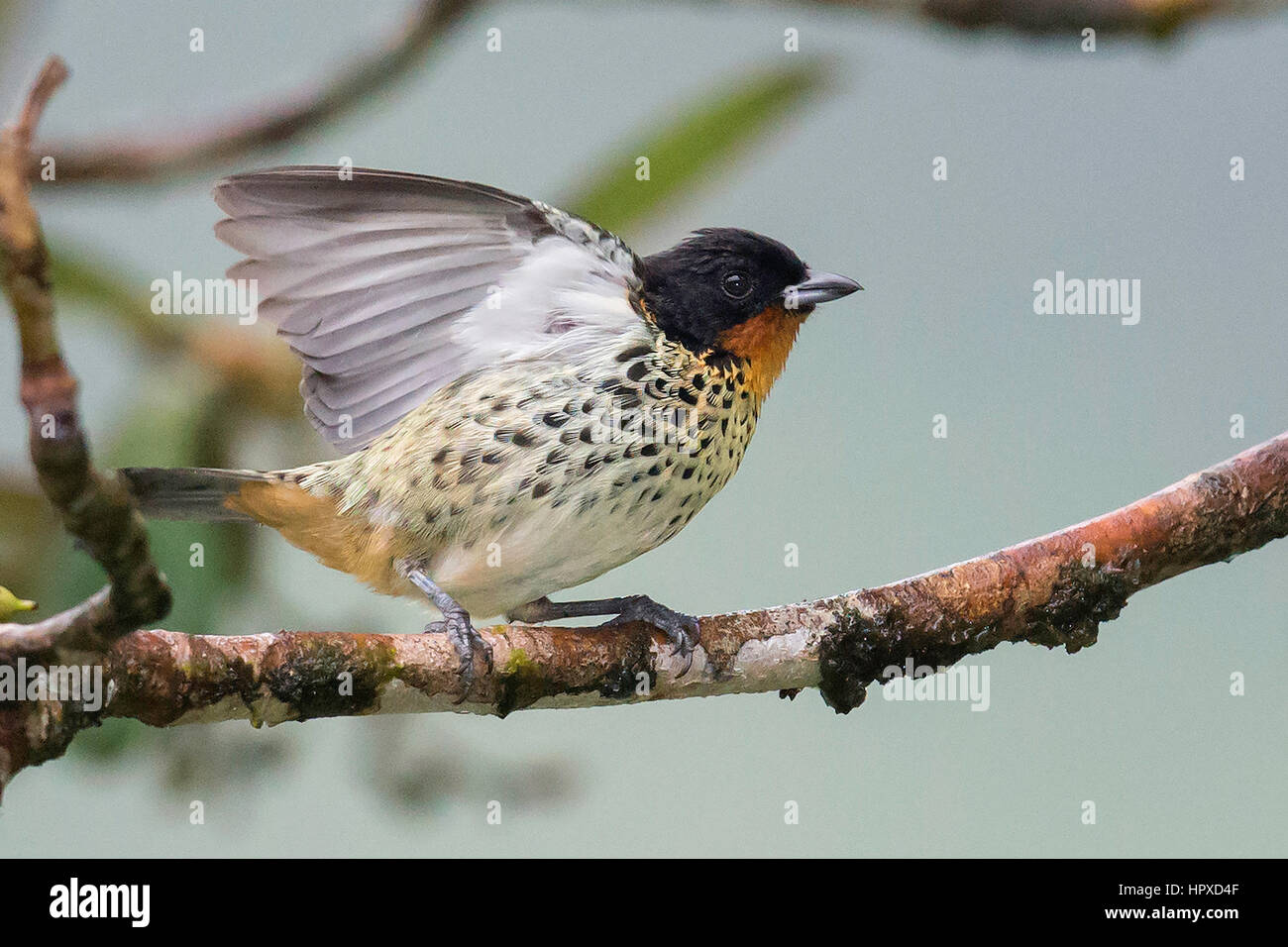 Rufous-throated Tanager (Tangara rufigula), El Queremal, Valle del Cauca Foto Stock