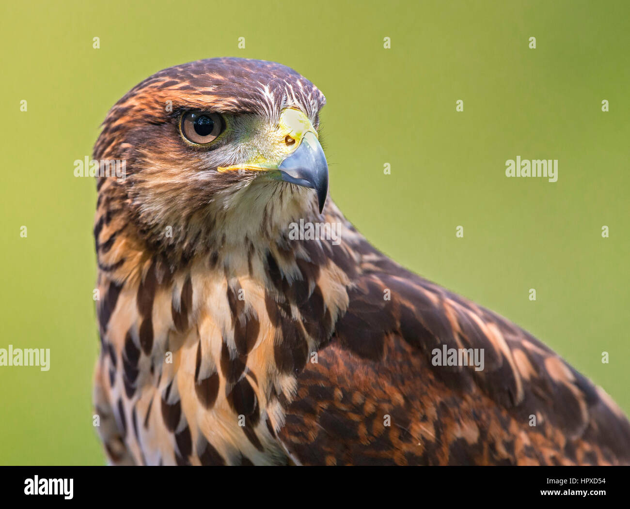 La Harris Hawk (Parabuteo unicinctus), Pereira, Risaralda Foto Stock