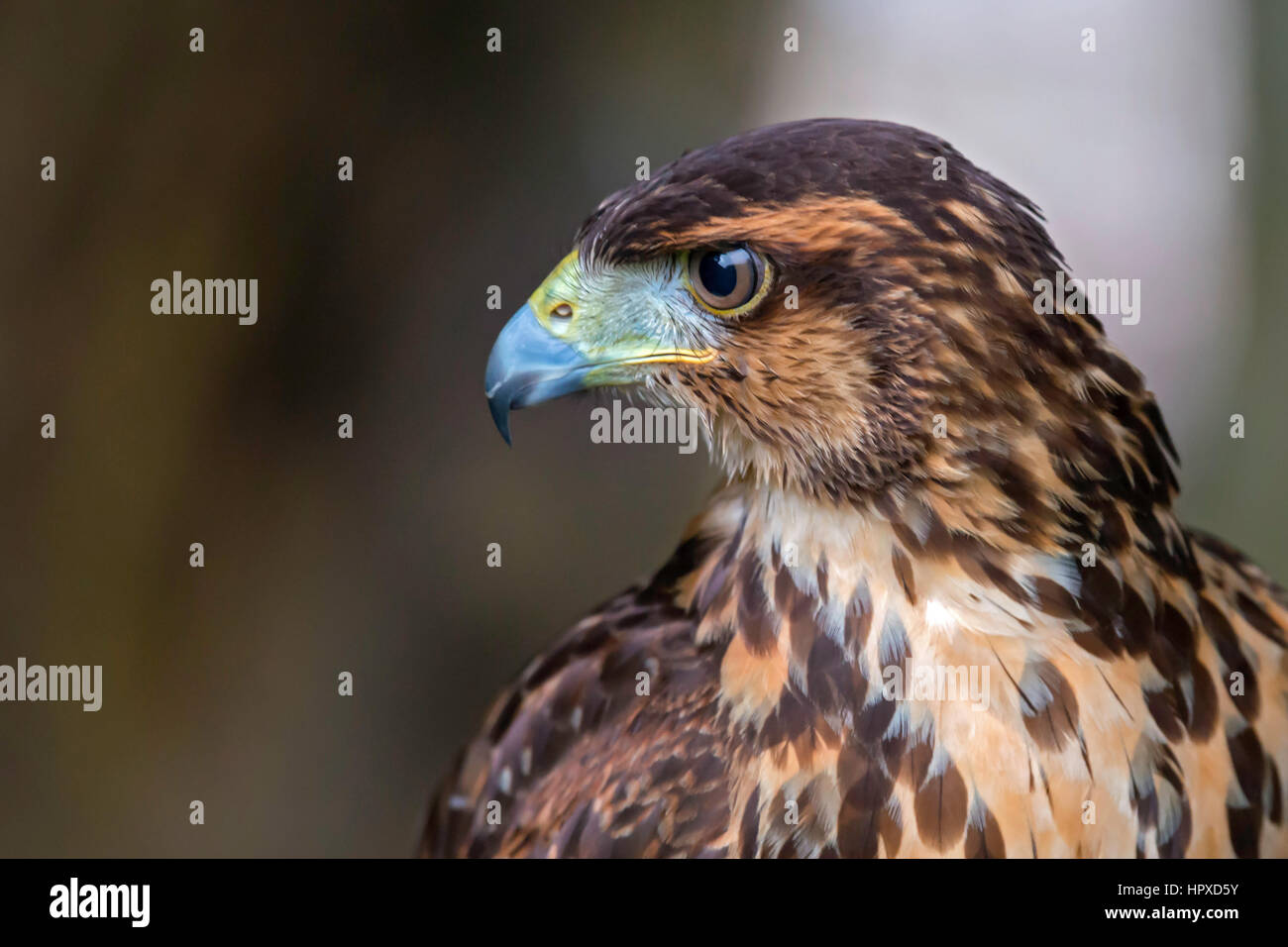 La Harris Hawk (Parabuteo unicinctus), Pereira, Risaralda Foto Stock