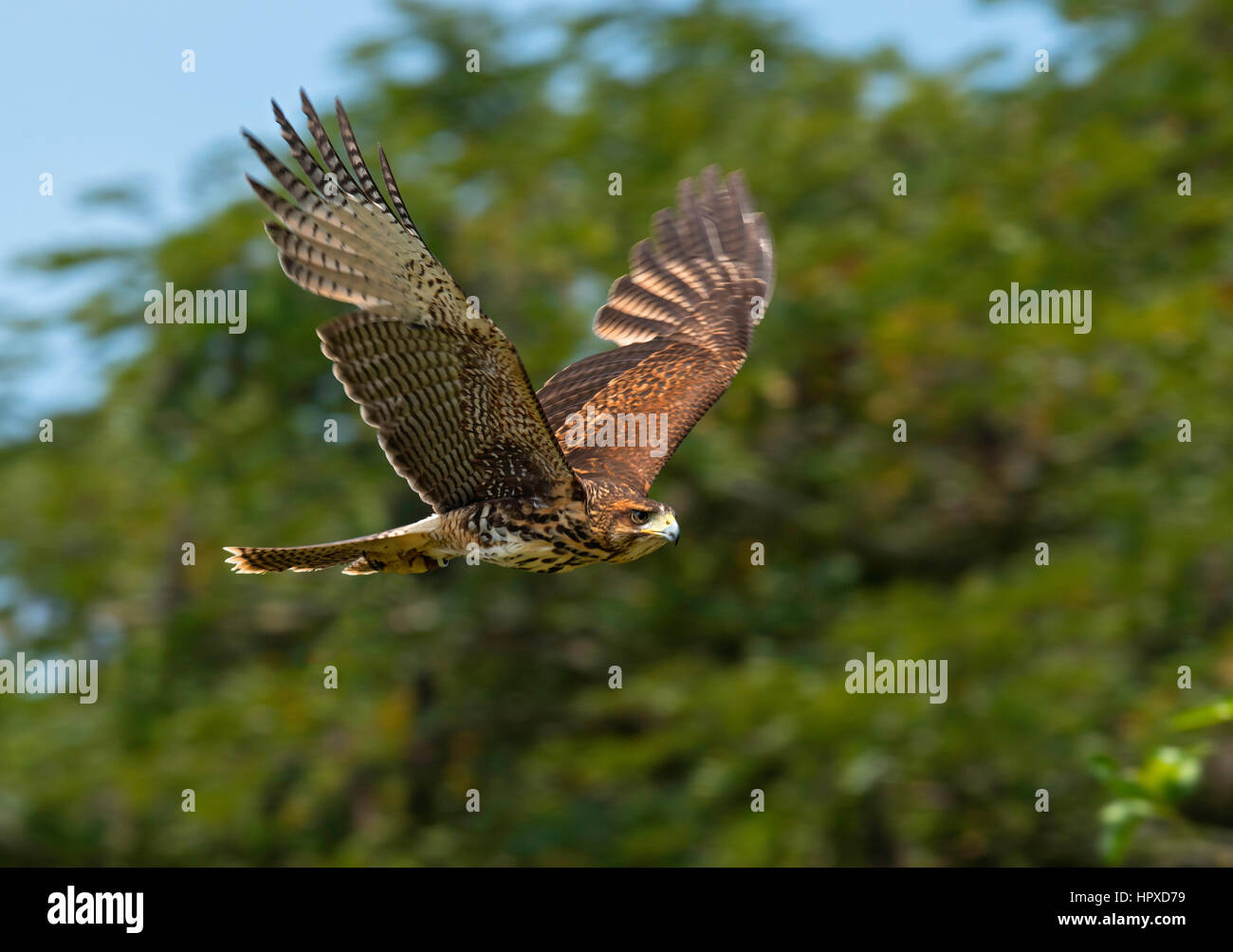 La Harris Hawk (Parabuteo unicinctus), Pereira, Risaralda Foto Stock