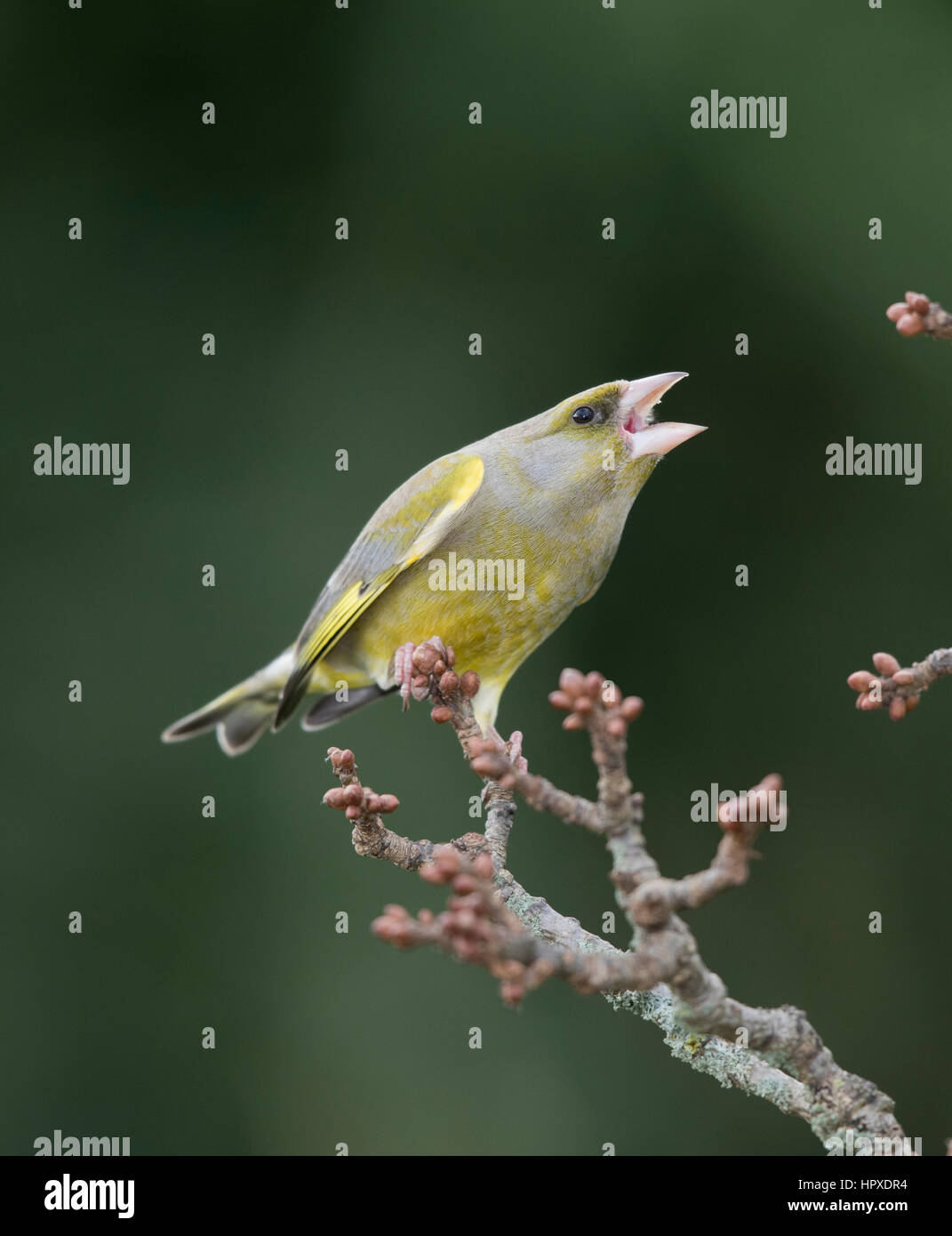 Aggressione da un Verdone (Carduelis chloris) su un bocciolo laden ramo d'inverno,2017 Foto Stock