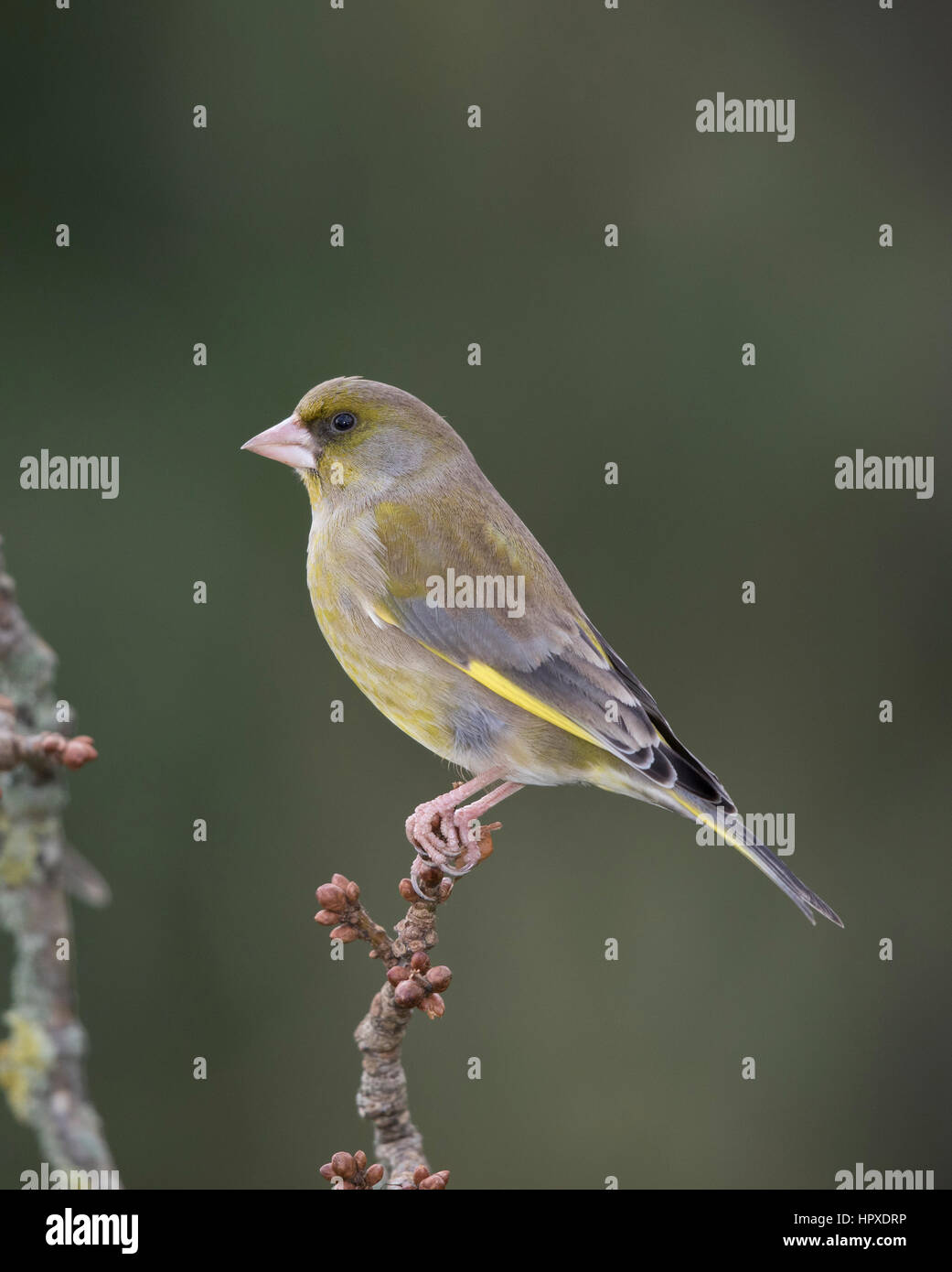 Verdone (Carduelis chloris) su un bocciolo laden ramo d'inverno,2017 Foto Stock