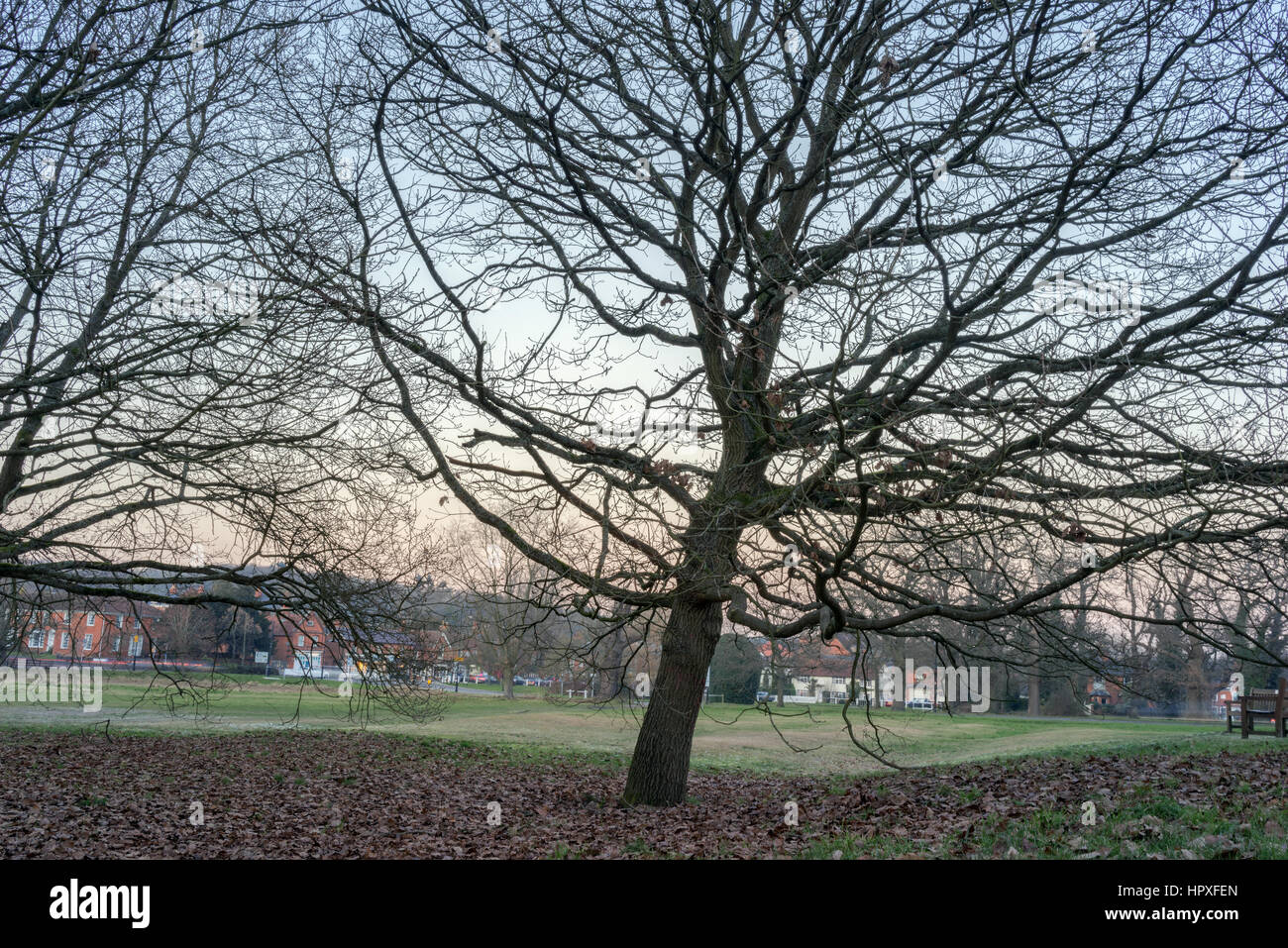 Hartley Wintney commons in inverno Foto Stock