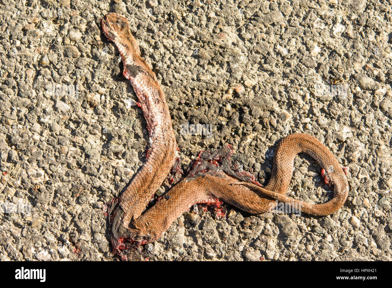 Auto serpente schiacciato morti sulla strada Foto Stock