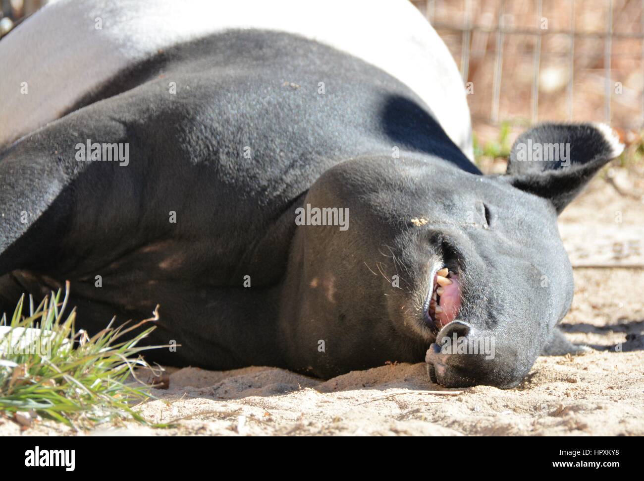 Il tapiro Foto Stock