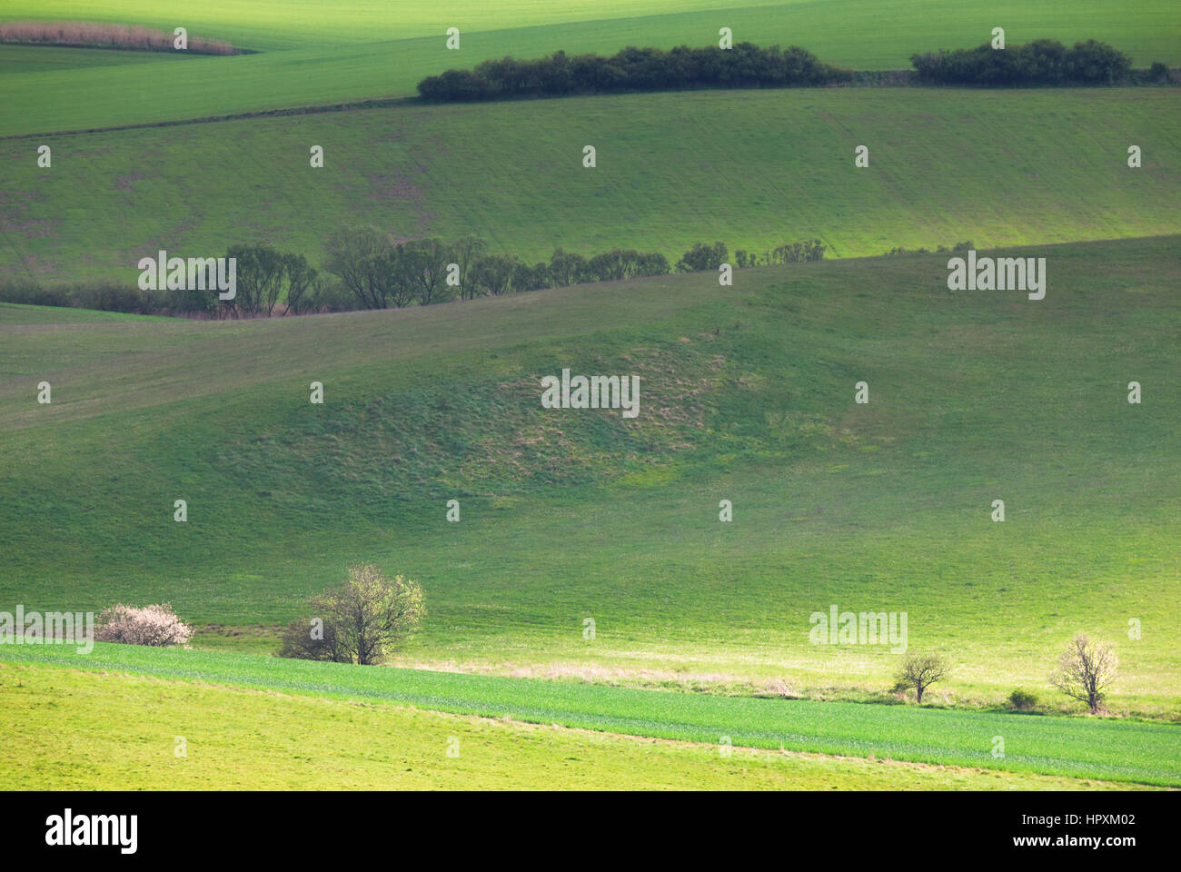 Molla verde paesaggio di campi con piccoli arbusti Foto Stock