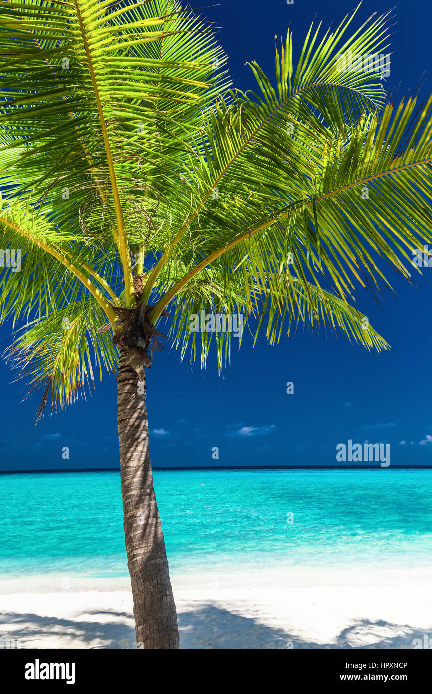 Unica palma da cocco albero su una bianca spiaggia tropicale delle Maldive Foto Stock