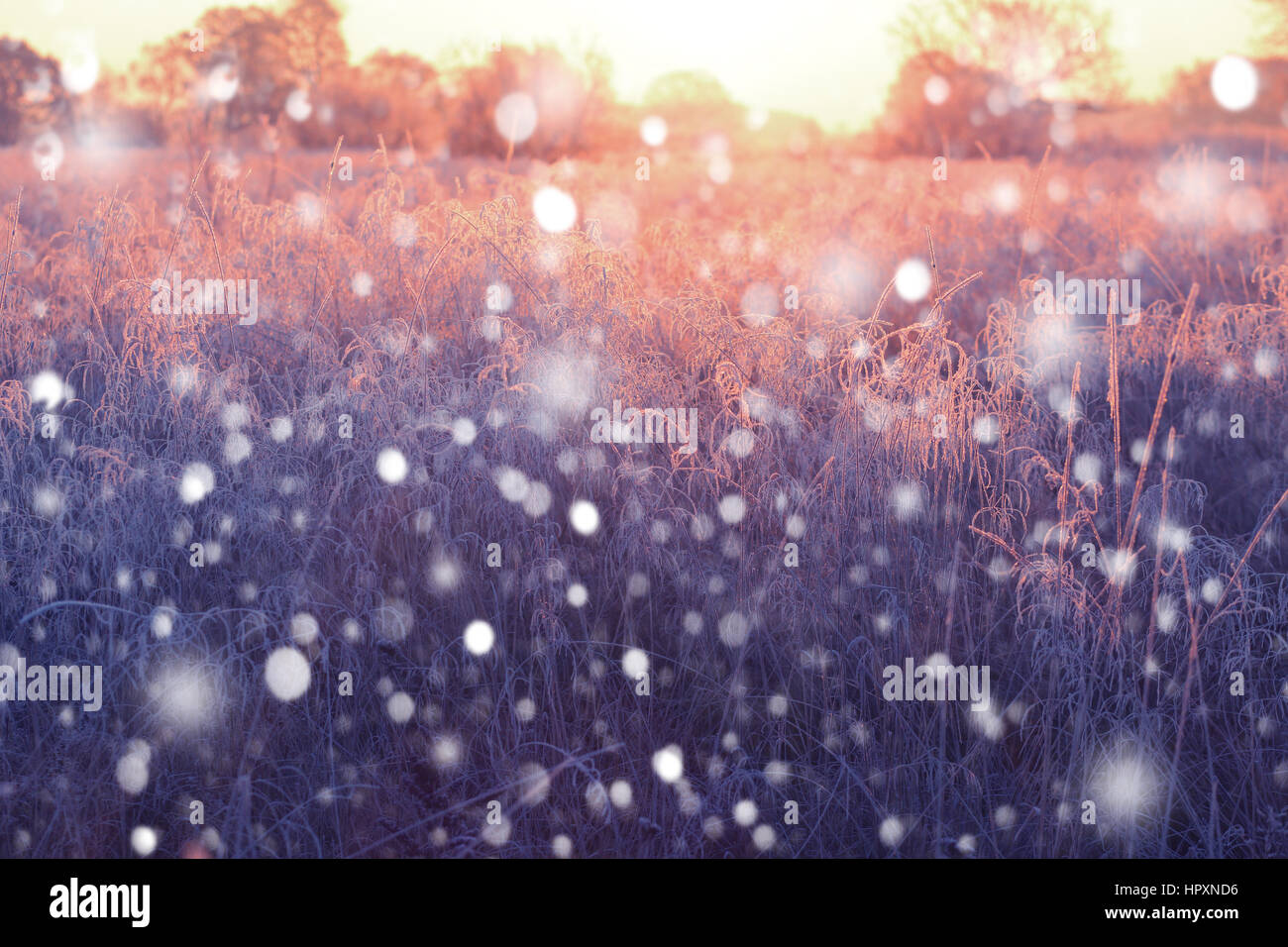 Vacanze di Natale sfondo con i fiocchi di neve. Mattina paesaggio invernale. Erba con la brina sullo sfondo. Foto Stock
