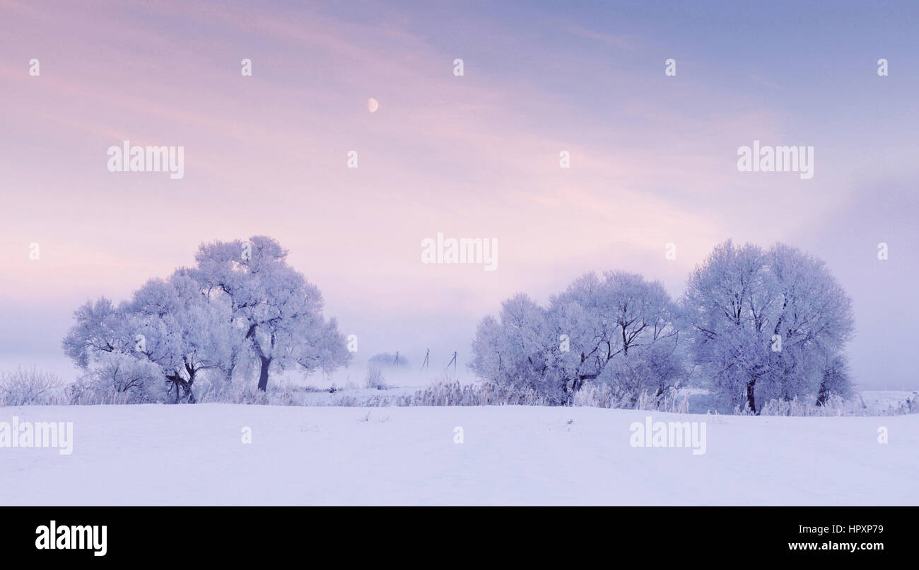 Luna su alberi di pupazzo di neve in inverno mattina Foto Stock