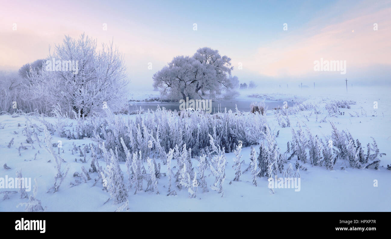 Frosty alberi nel freddo inverno mattina Foto Stock