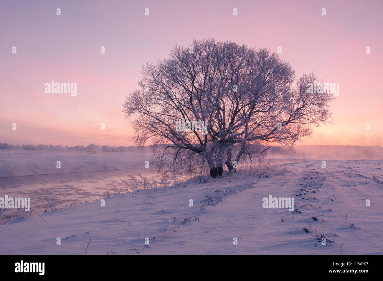 Gelido inverno albero nella luce del sole di mattina Foto Stock