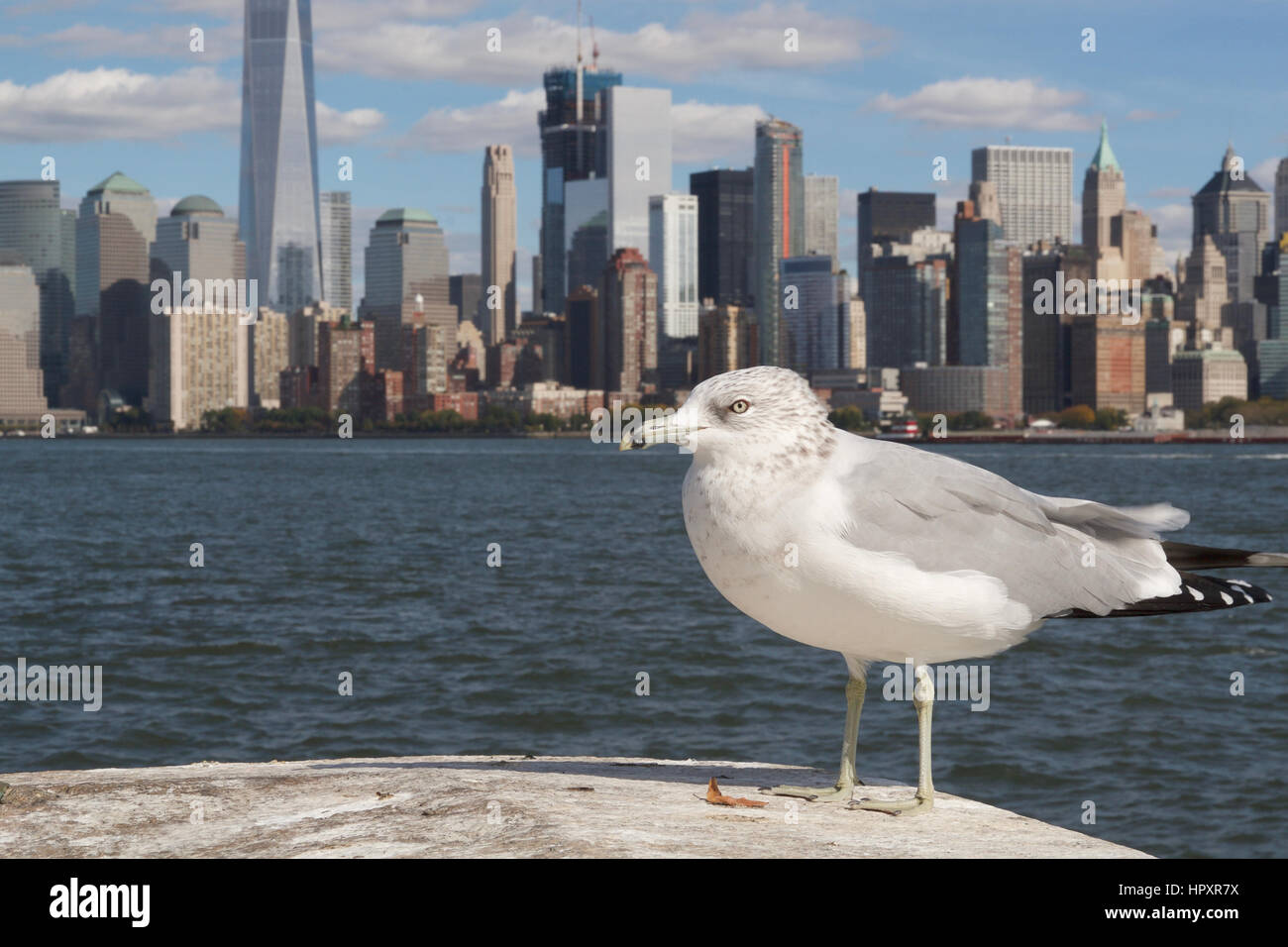 Bird in Manhattan Foto Stock