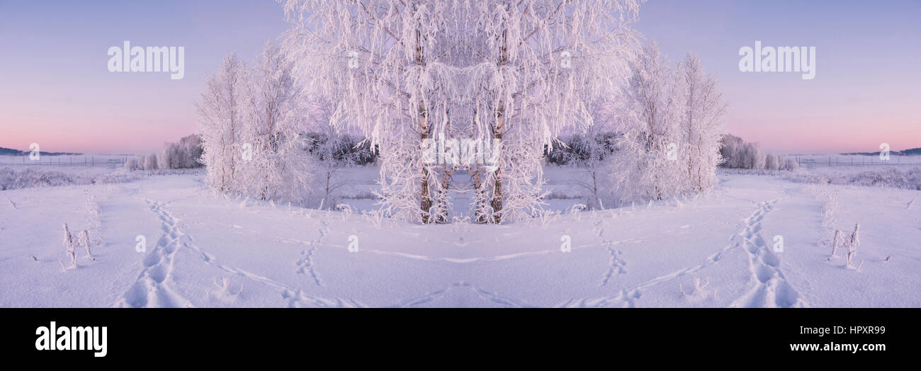 Bianco freddo gelido inverno mattina con betulle congelato sul campo nevoso Foto Stock