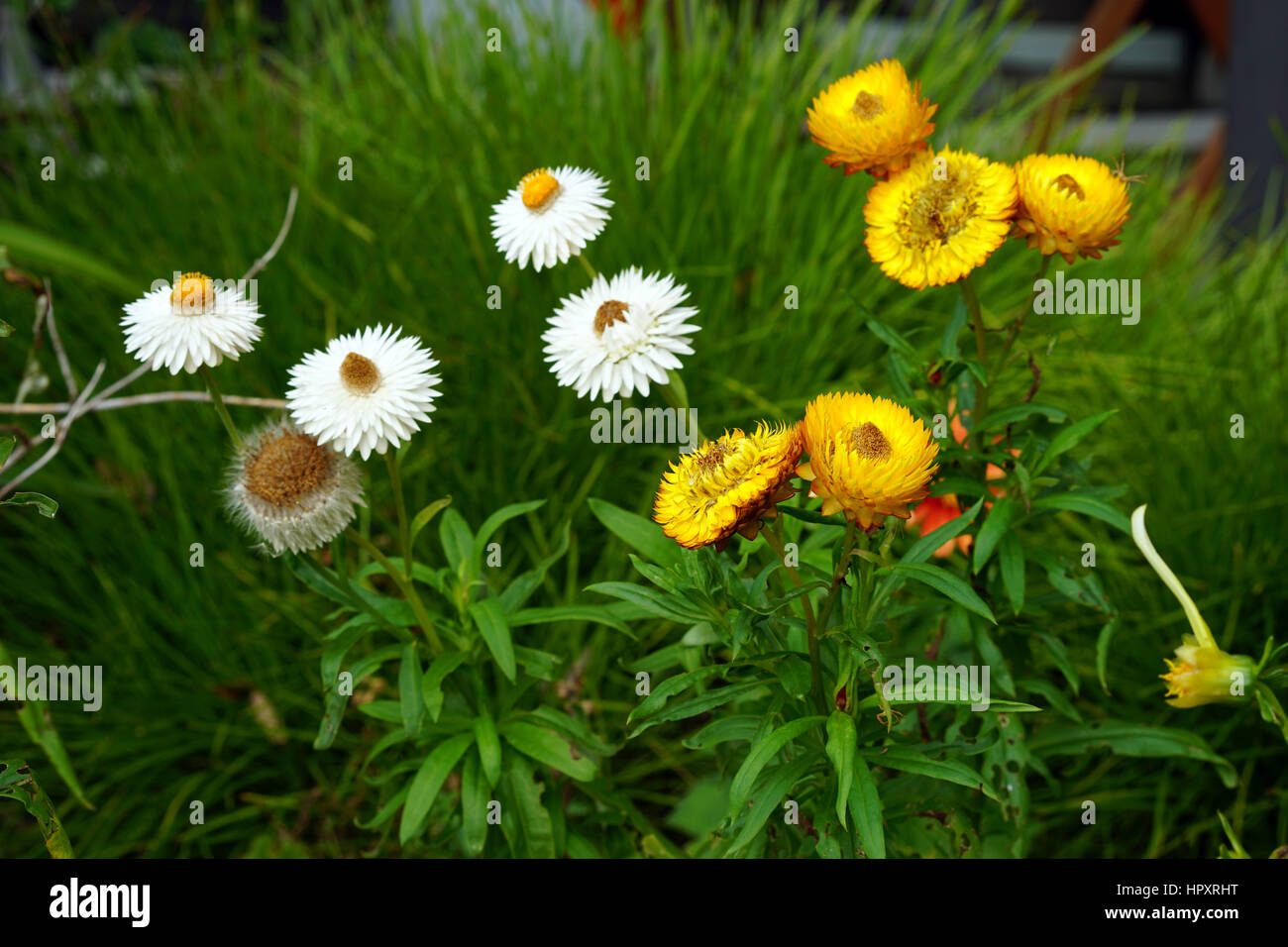 Fresh strawflowers crescente nell'gardern Foto Stock