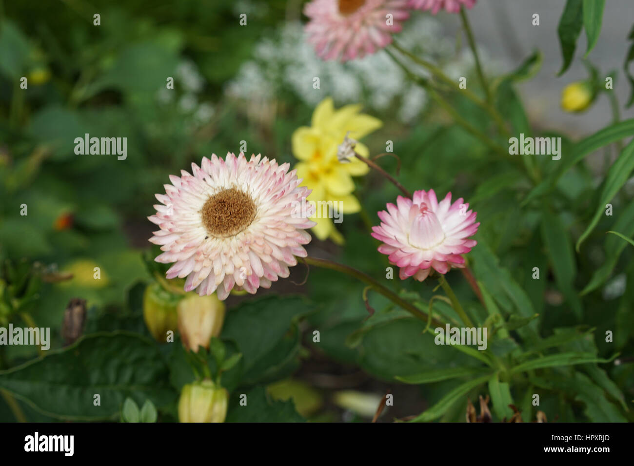 Fresh strawflowers crescente nell'gardern Foto Stock