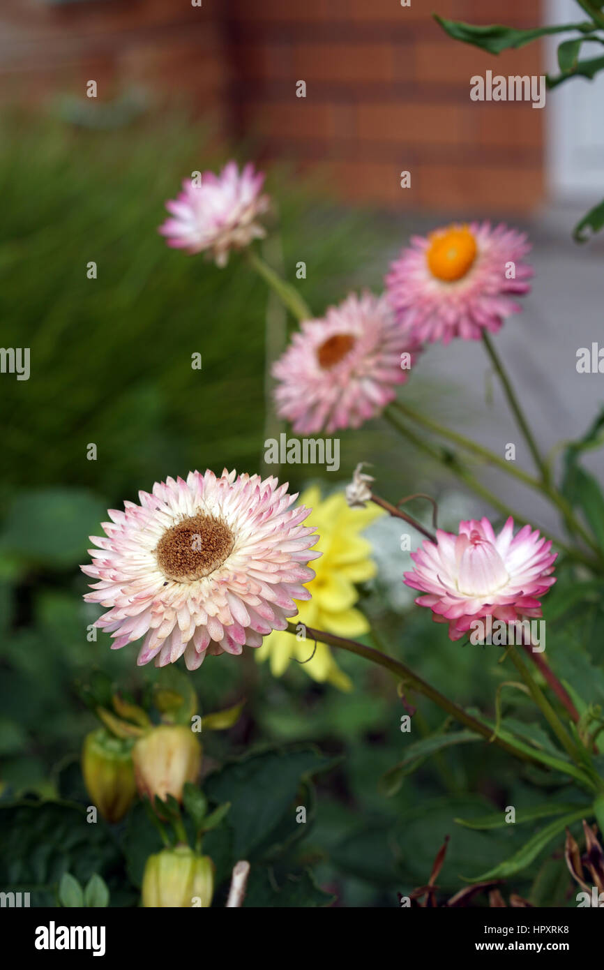 Fresh strawflowers crescente nell'gardern Foto Stock