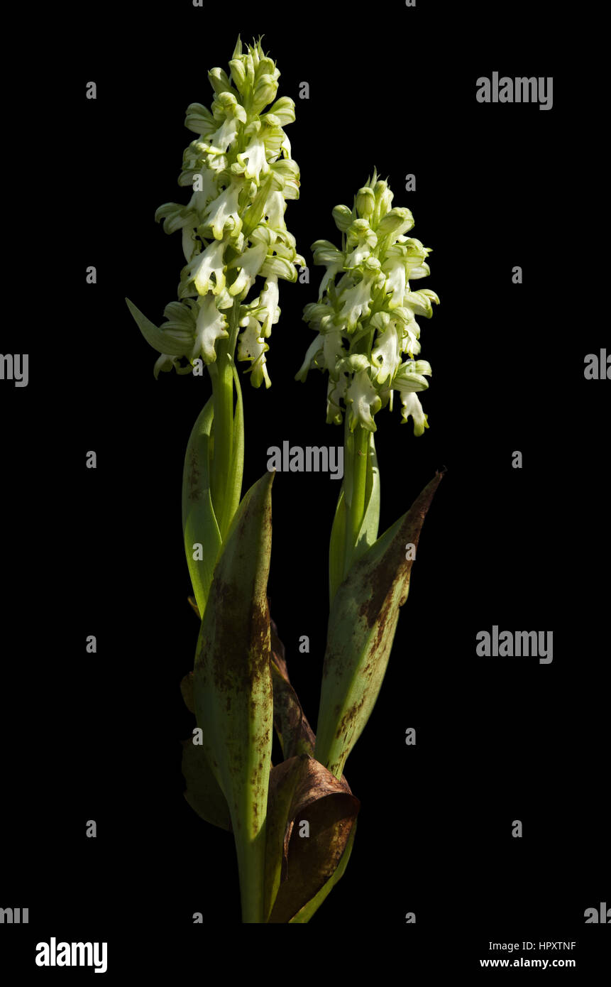 Due impianti di un raro hypochromic forma di Wild Orchid gigante (Himantoglossum robertianum aka Barlia robertiana) che presentano fiori bianchi. Uovere isolato Foto Stock