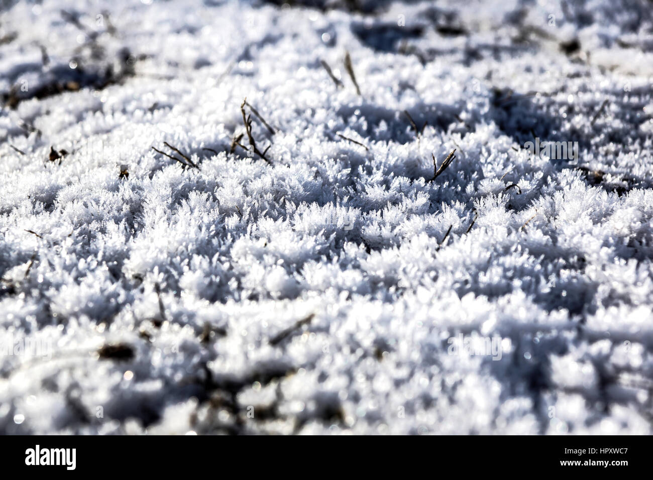 In inverno la neve sullo sfondo. Fluffy abete rosso nel gelo. Foto Stock
