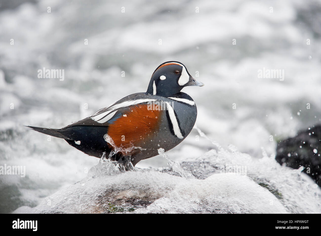 Un maschio Arlecchino anatra sorge su un molo rock mentre getting spruzzato con un'onda su un nuvoloso giorno. Foto Stock