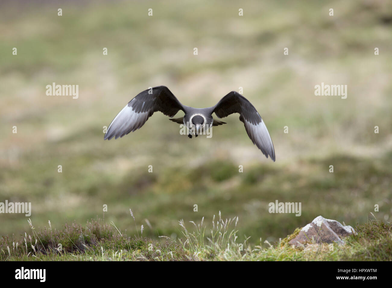 Arctic skua; Stercorarius parasiticus unica forma di luce in volo per la Scozia, Regno Unito Foto Stock