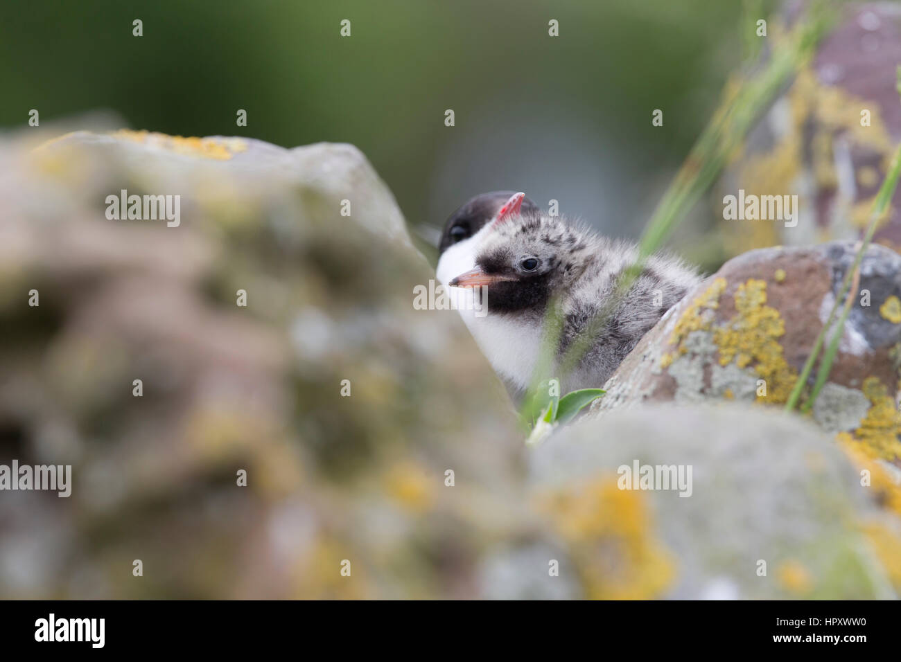 Arctic Tern; Sterna paradisaea singolo adulto con pulcino farne interna; Northumberland, Regno Unito Foto Stock