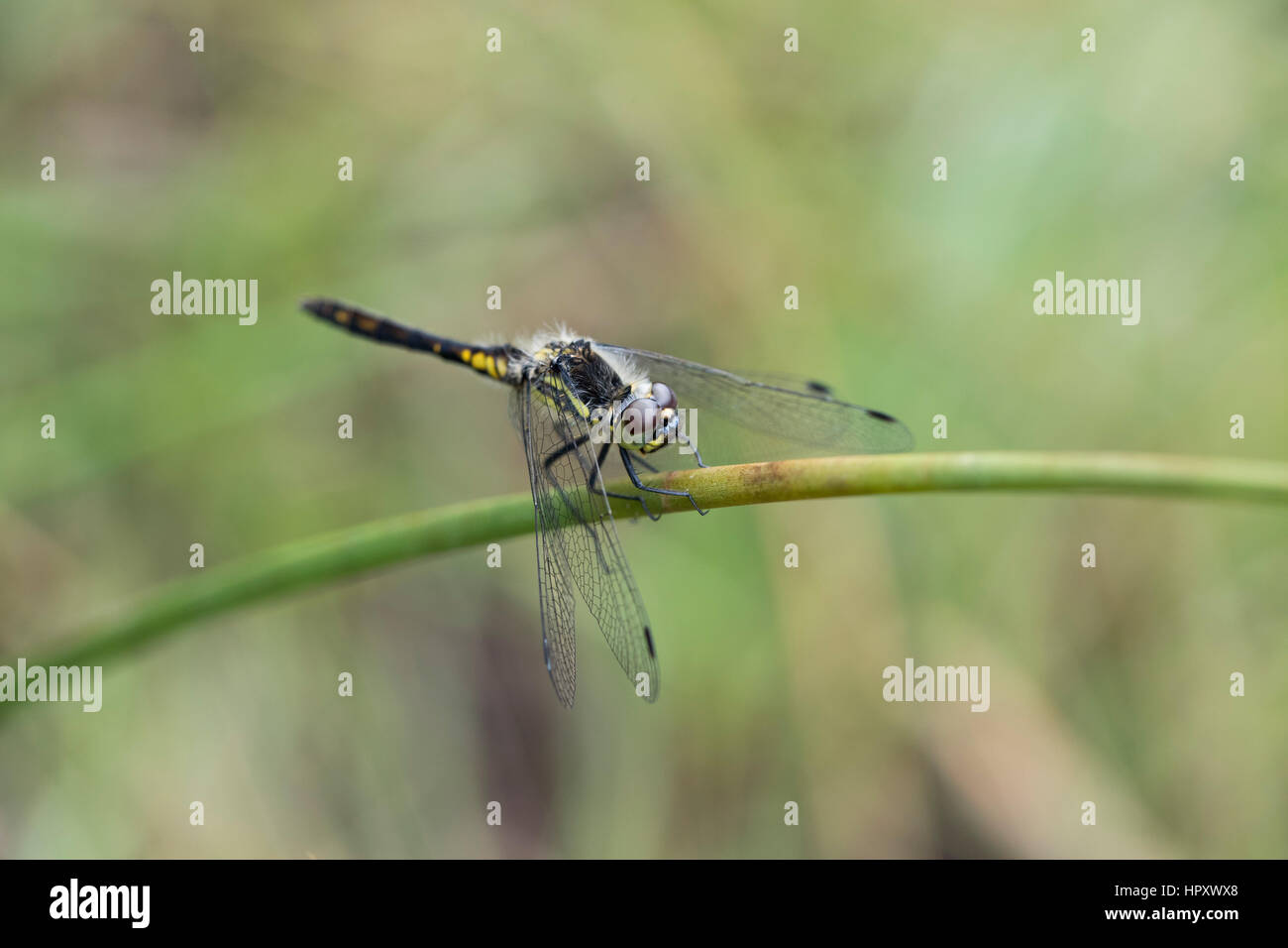 Nero Darter Dragonfly; Sympetrum danae maschio singolo Cornwall, Regno Unito Foto Stock