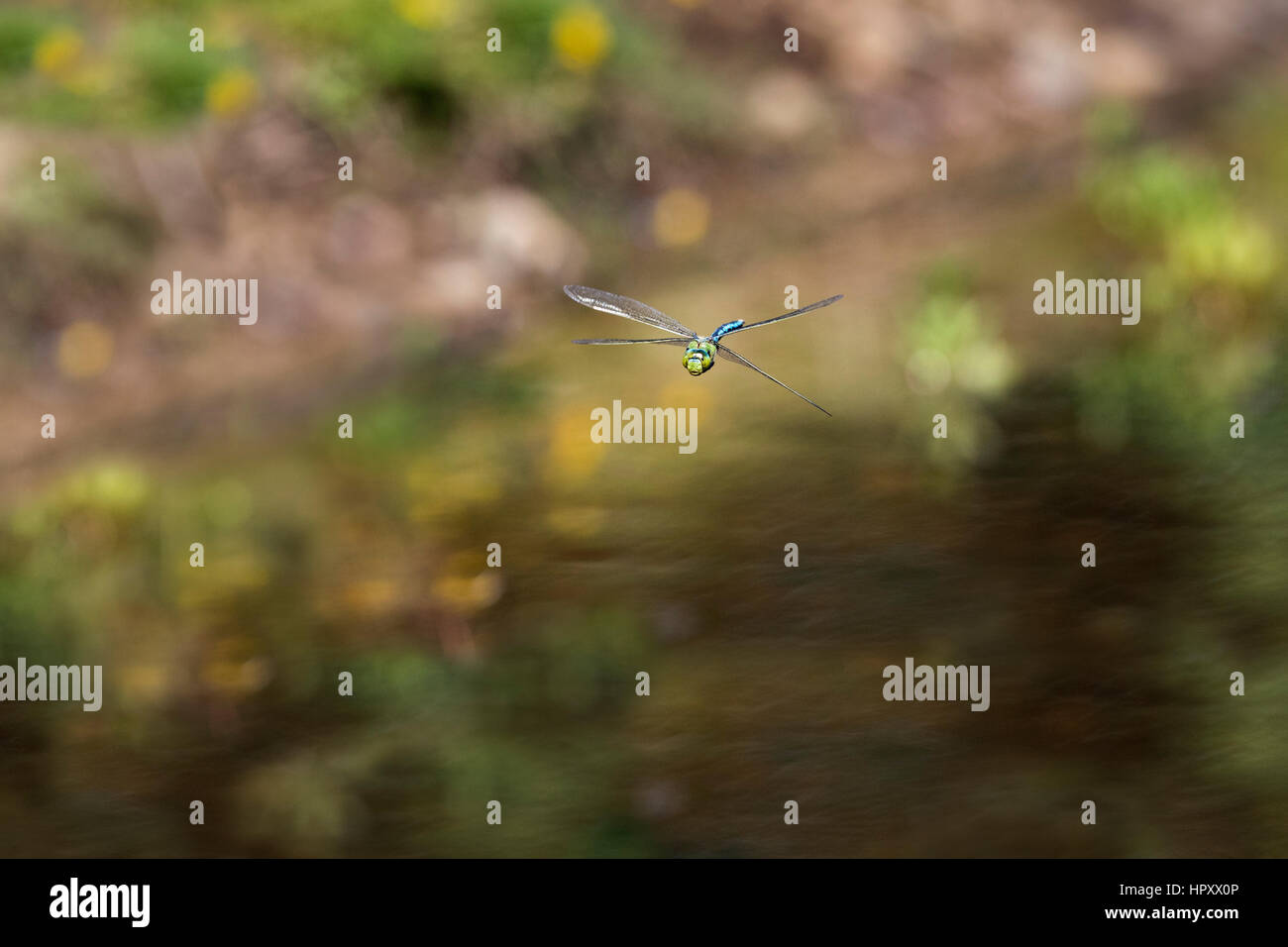 L'imperatore Dragonfly; Anax imperator maschio singolo in volo Cornwall, Regno Unito Foto Stock