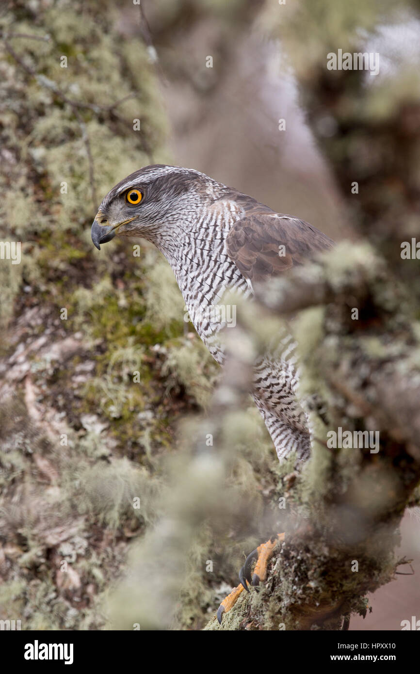 Astore;Accipiter gentilis femmina singolo Cornwall, Regno Unito Foto Stock