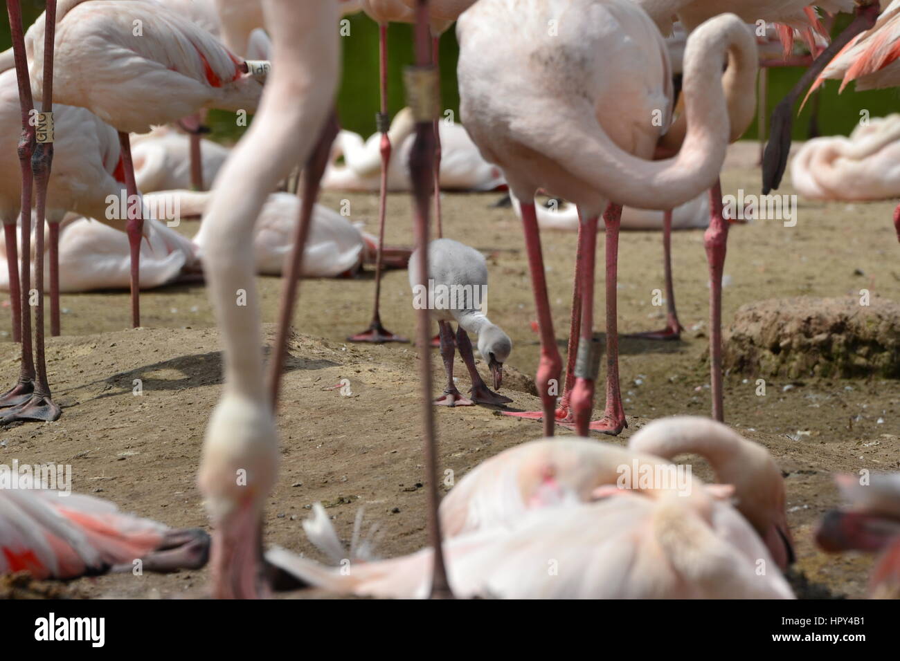 Flamingo chick a Slimbridge Wetland Centre Foto Stock