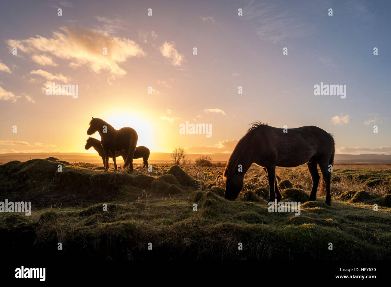 Cavalli islandesi che pascolano nel selvaggio come il sole arriva fino Foto Stock