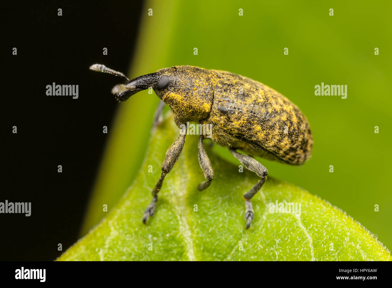 Un Canada Thistle Bud curculione (Larinus planus) in corrispondenza di un bordo di una anta. Foto Stock