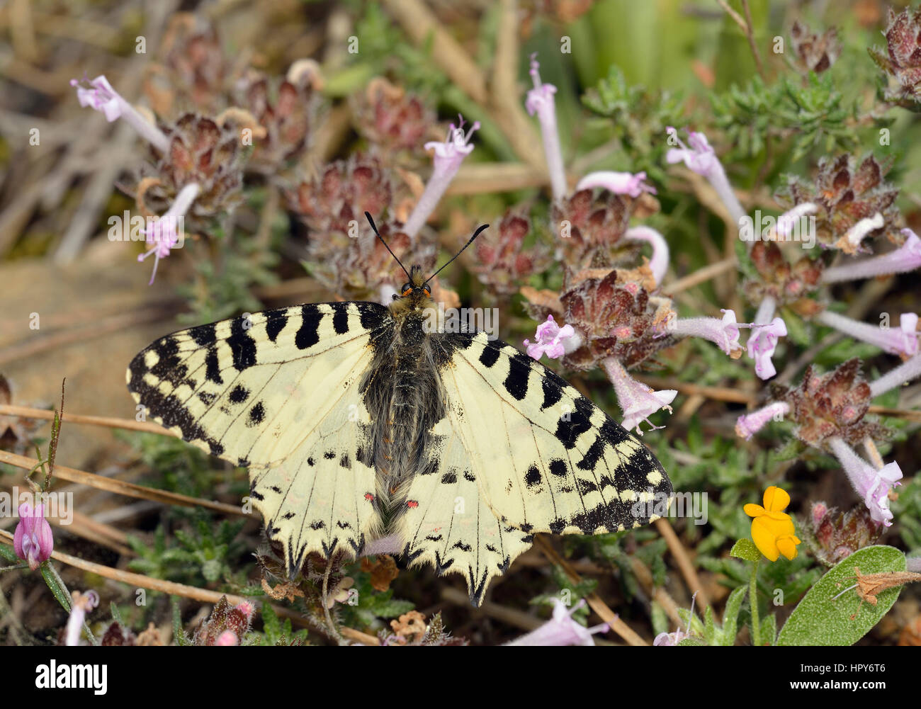 Festone orientale Butterfly - Allancastria (Zerynthia) cerisyi endemica ssp. cypria, su Cipro endemica Tyne - numero intero di timo Foto Stock