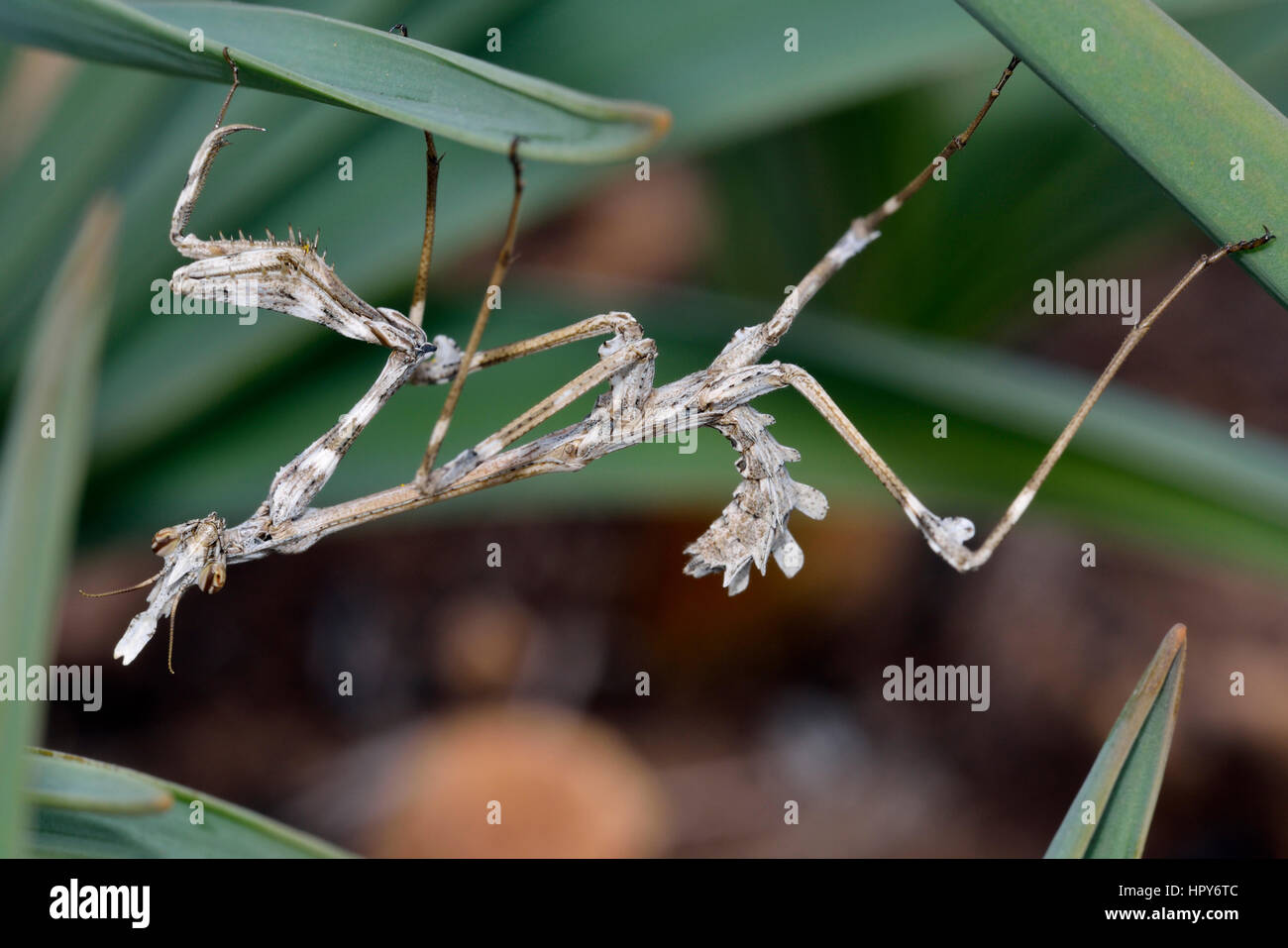 Lavanda Mantis - Empusa fasciata Ninfa, provenienti da Cipro Foto Stock