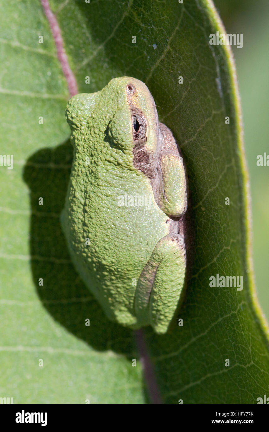 Grigio orientale raganella (Hyla versicolor) su una foglia milkweed vicino a un ruscello in Des Moines County, Iowa. Foto Stock