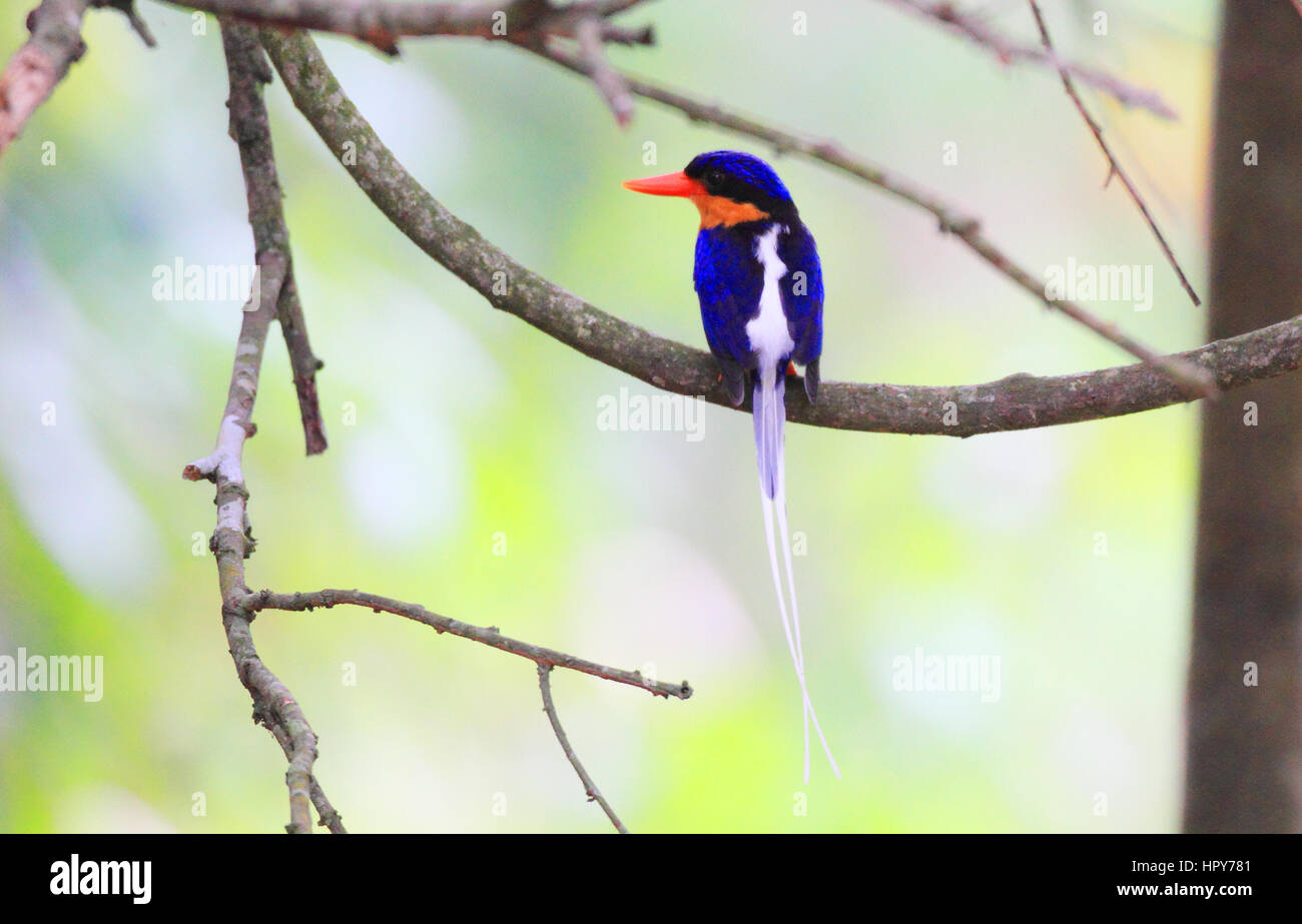Bird, animali selvatici, natura, fotografia, sfondo naturale, fauna, ambiente, OCEANIA E AUSTRALIA, Buff-breasted Paradise-kingfisher, kingfisher Foto Stock