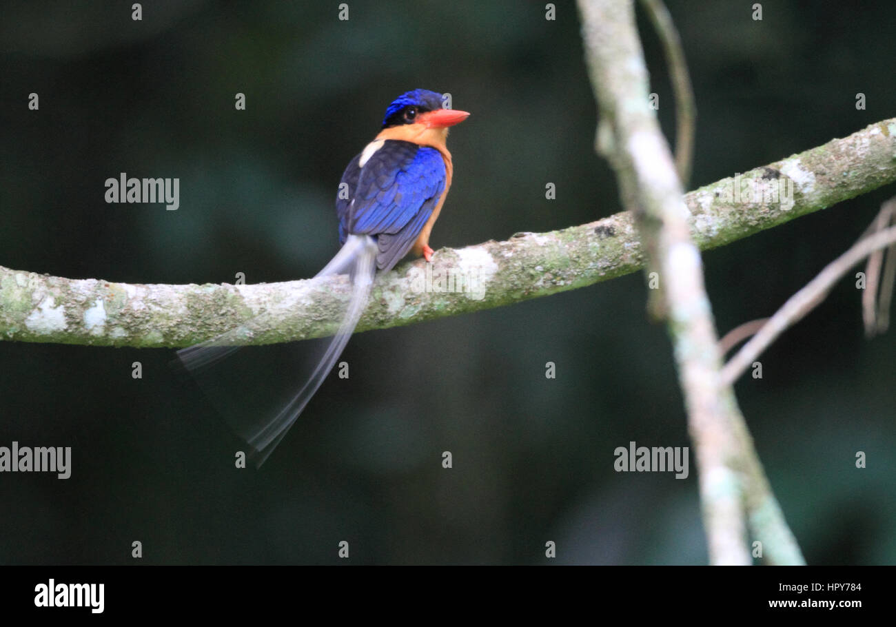 Bird, animali selvatici, natura, fotografia, sfondo naturale, fauna, ambiente, OCEANIA E AUSTRALIA, Buff-breasted Paradise-kingfisher, kingfisher Foto Stock