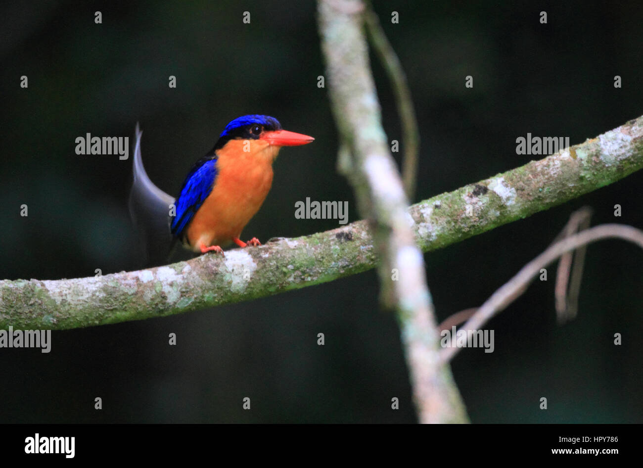 Bird, animali selvatici, natura, fotografia, sfondo naturale, fauna, ambiente, OCEANIA E AUSTRALIA, Buff-breasted Paradise-kingfisher, kingfisher Foto Stock