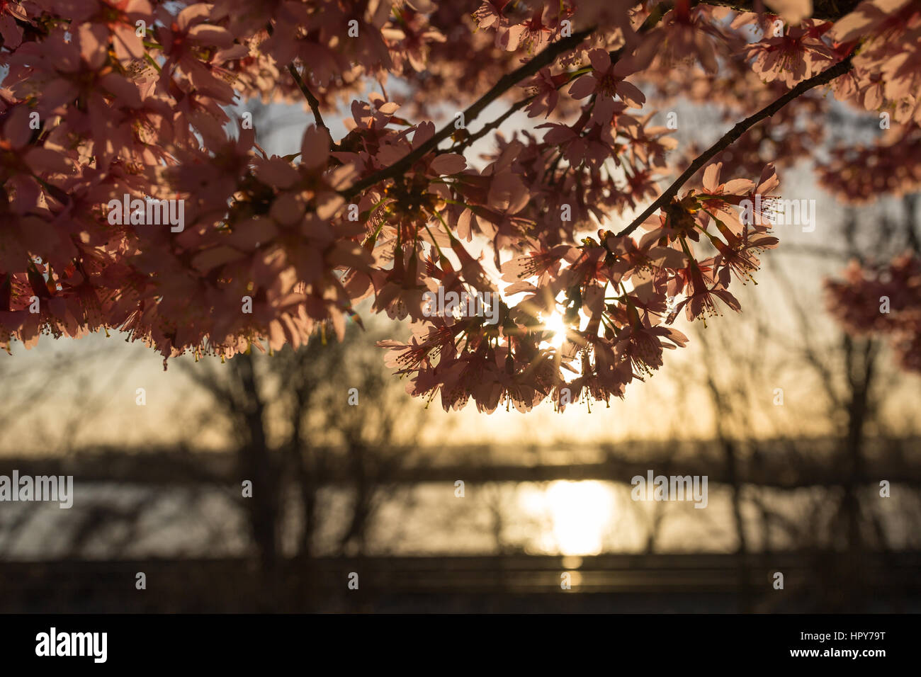 Fiori Ciliegio crogiolarsi al sole caldo come il sole splende sopra il fiume Potomac in DC con sunrise Foto Stock