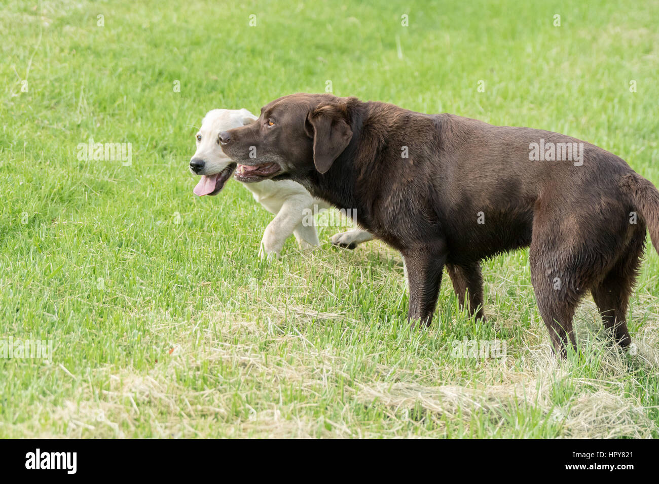 Due Labrador retriever, una gialla e una al cioccolato uno, giocare insieme nel parco Foto Stock