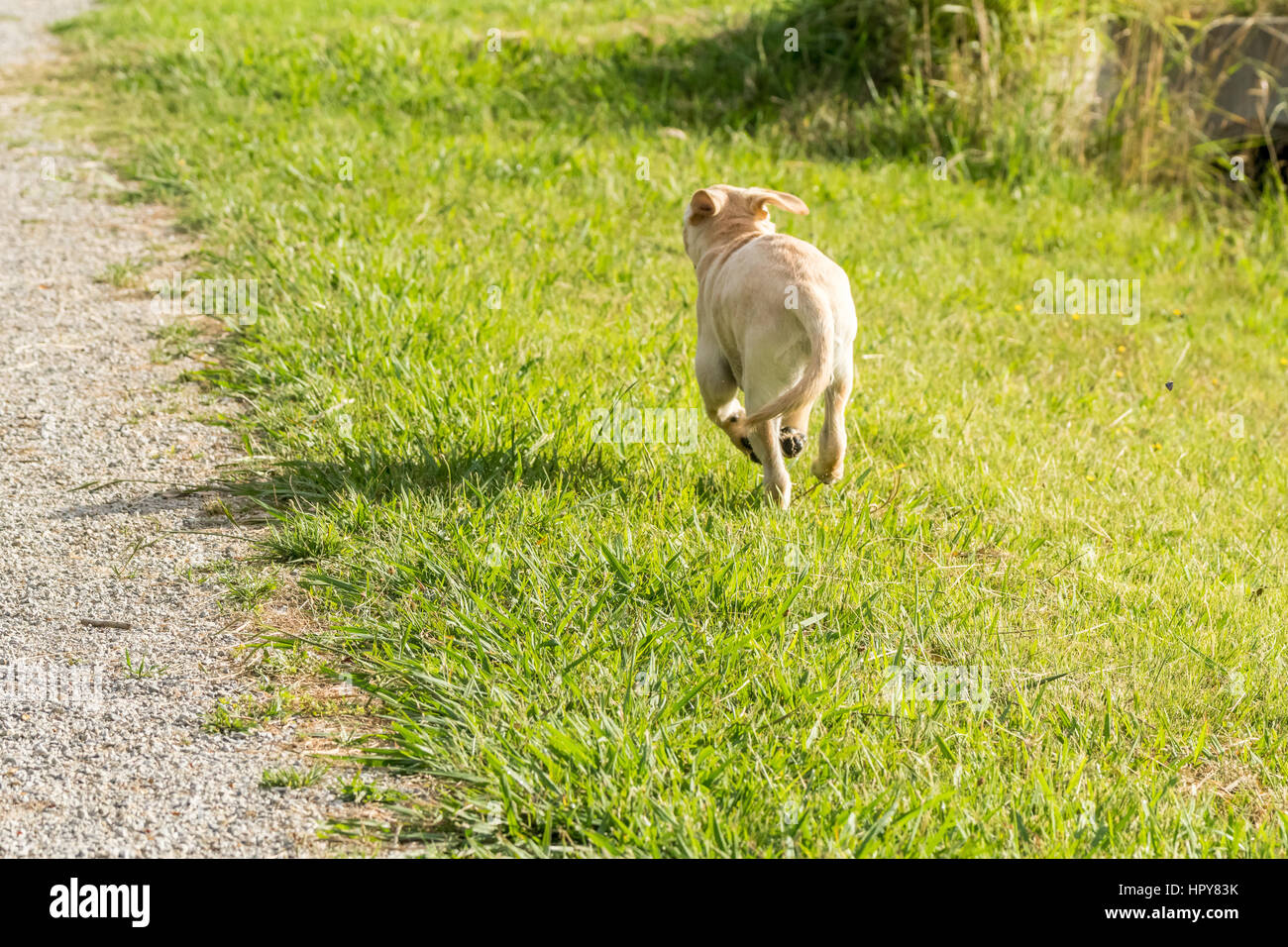 Un naughty giallo Labrador cucciolo corre attraverso un parco erbosa. Foto Stock