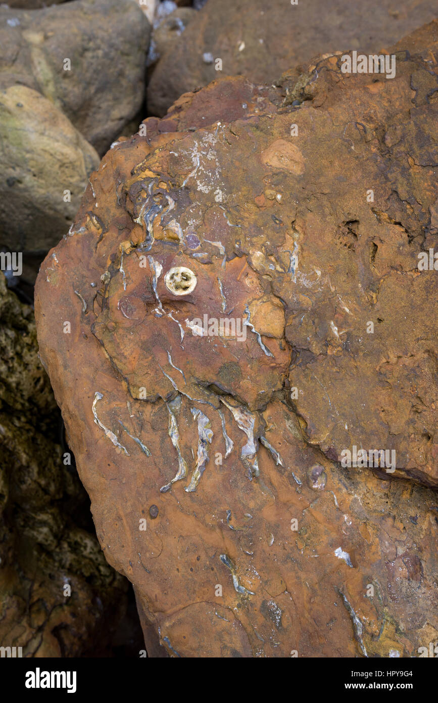 I fossili nella roccia sottostante Lebberston cliff, un luogo di interesse geologico a Cayton bay vicino a Scarborough, North Yorkshire, Inghilterra. Foto Stock