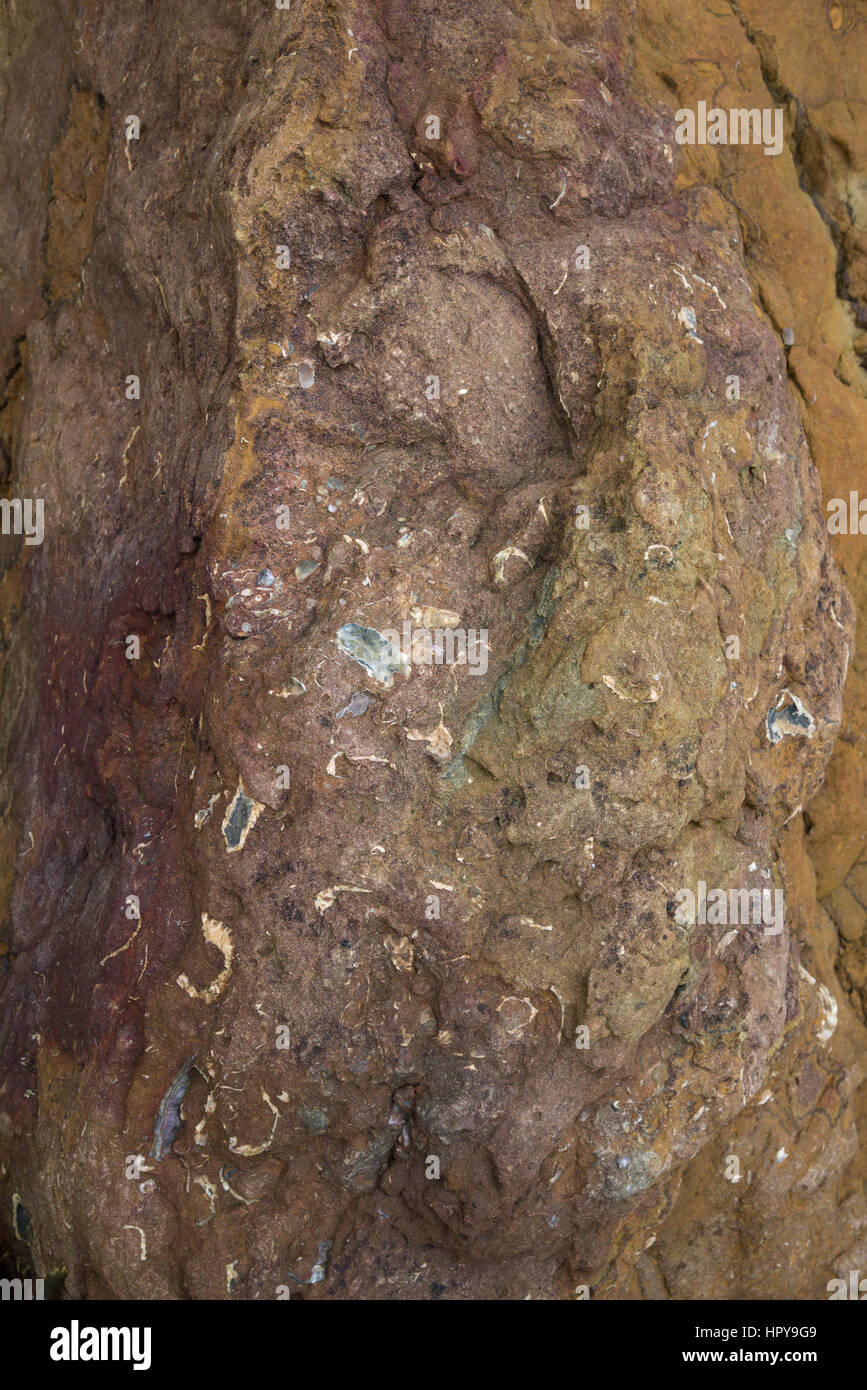 I fossili nella roccia sottostante Lebberston cliff, un luogo di interesse geologico a Cayton bay vicino a Scarborough, North Yorkshire, Inghilterra. Foto Stock