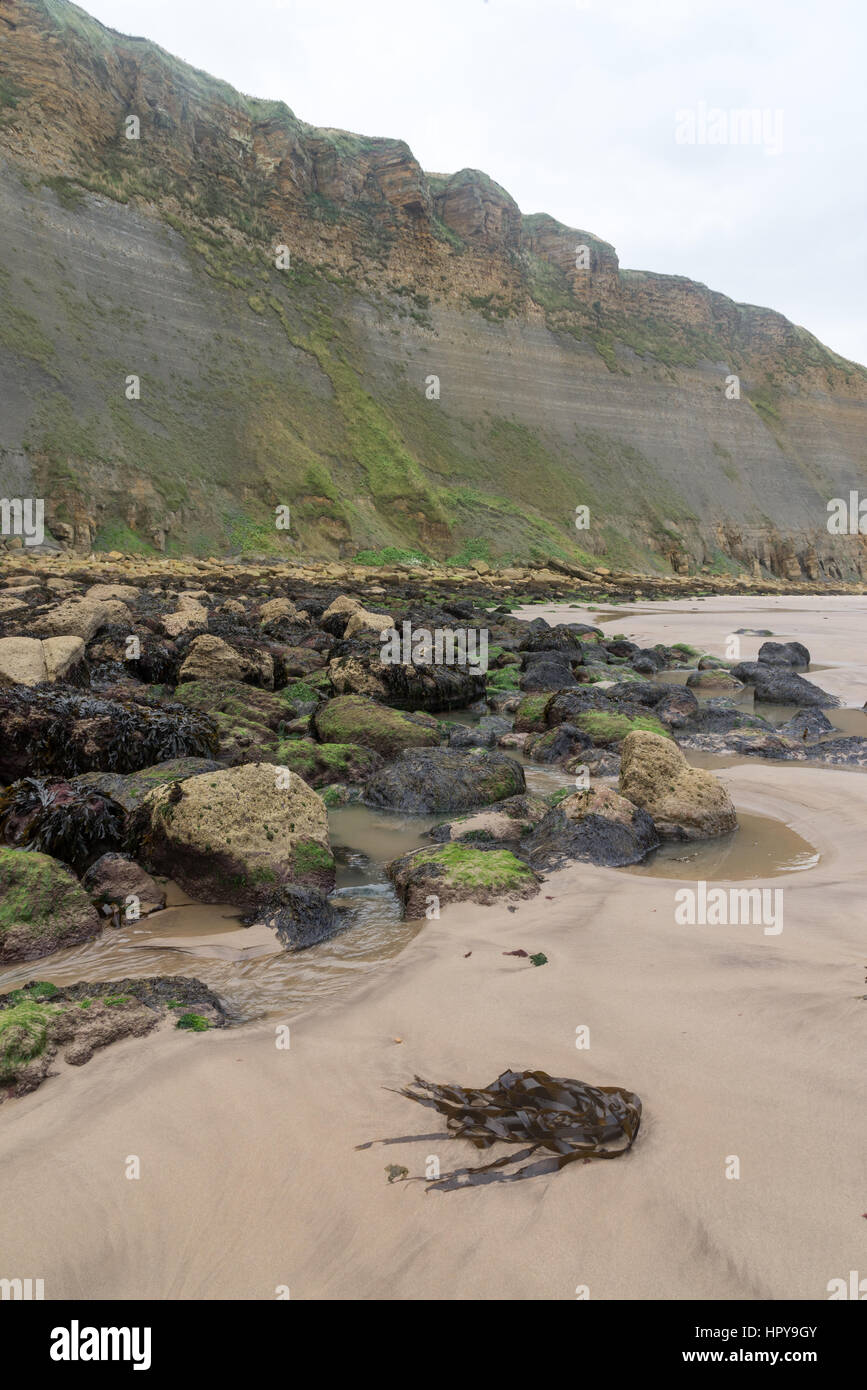 Lebberston cliff Cayton bay vicino a Scarborough, North Yorkshire, Inghilterra Foto Stock