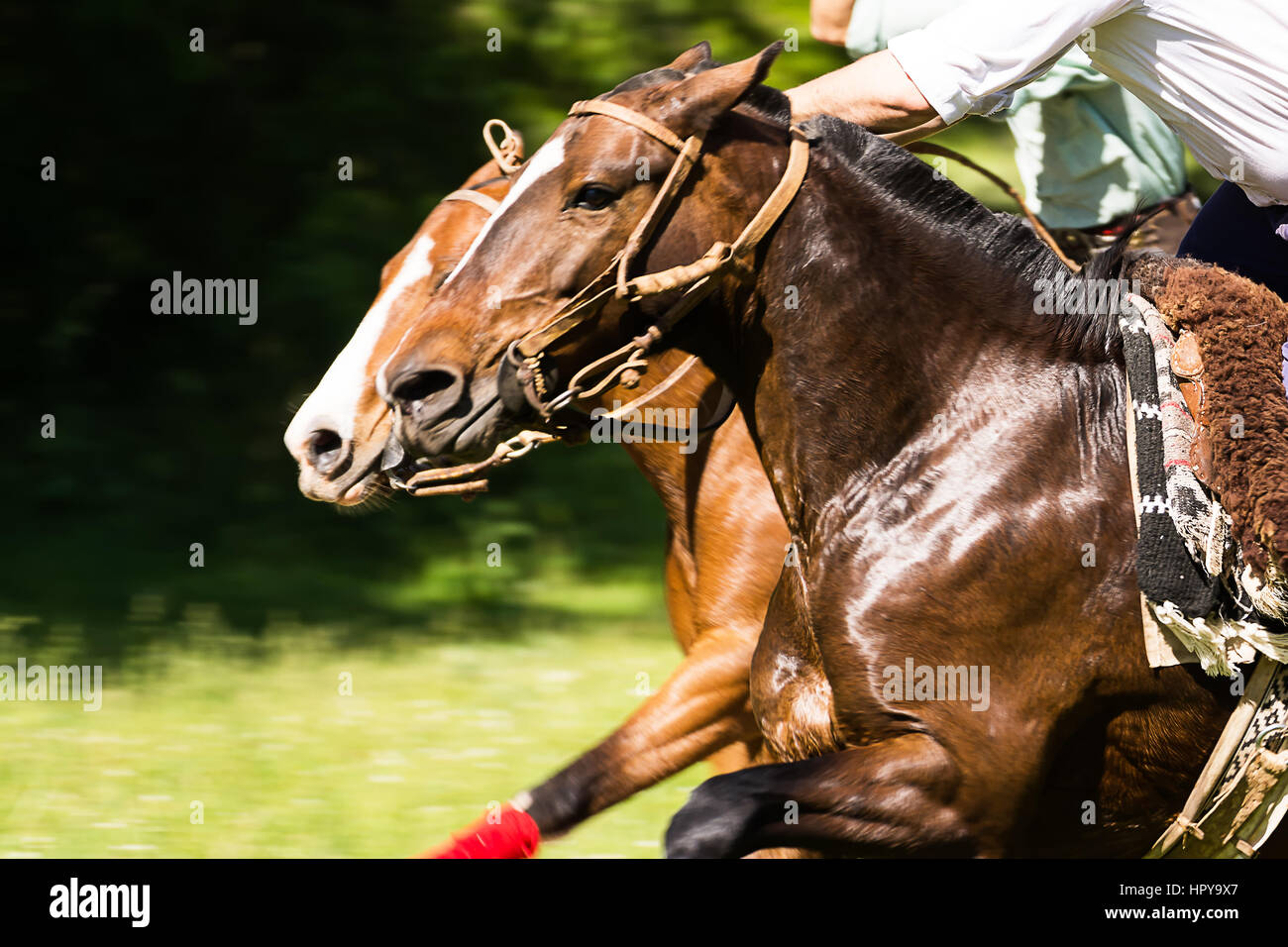 In concorrenza con i loro cavalli jockey Foto Stock