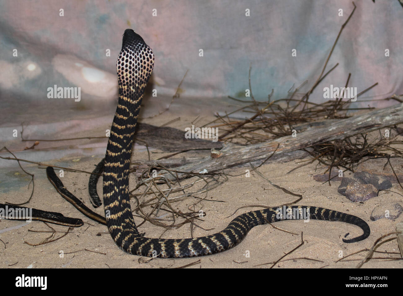 Rinkhals o anello colli Cobra sputare (Hemachatus haemachatus) con il cofano sollevato in una postura aggressiva Foto Stock